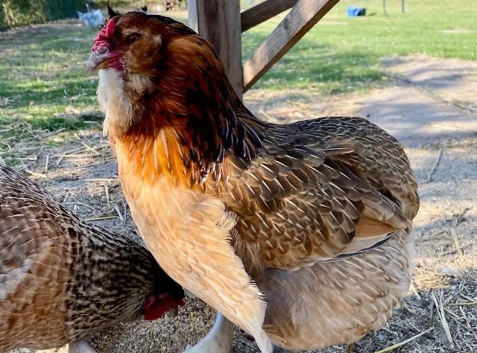 公寓 Elbsegler 布莱克德